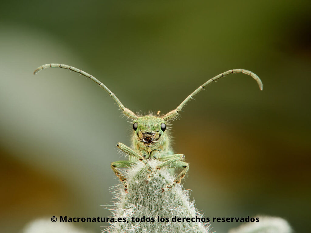 Escarabajo longicornio Phytoecia malachitica. Vista frontal.