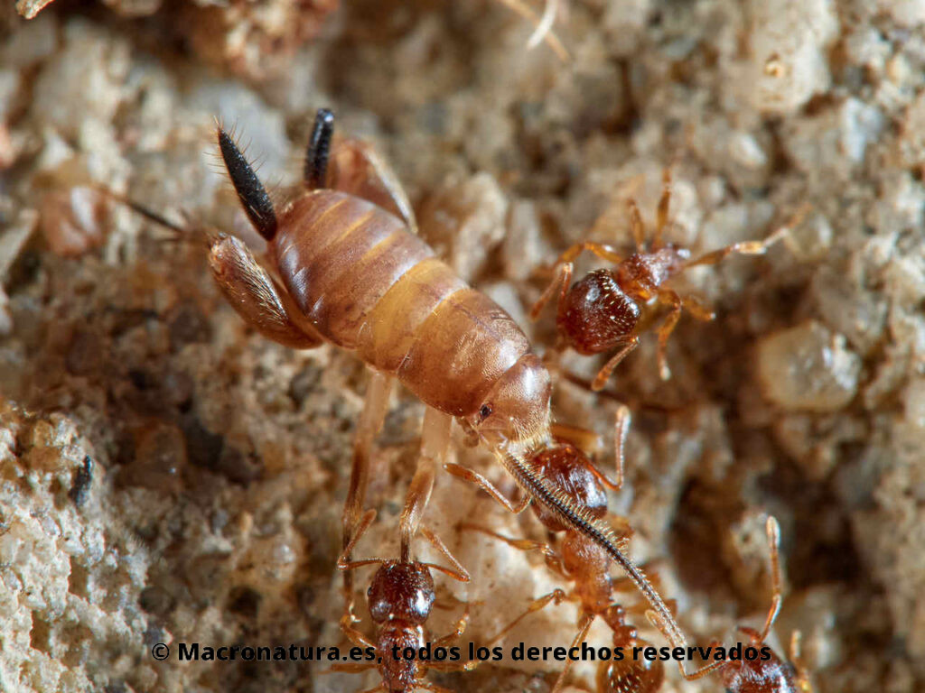 Grillos del género Myrmecophilus junto con unas hormigas de coloración rojiza.