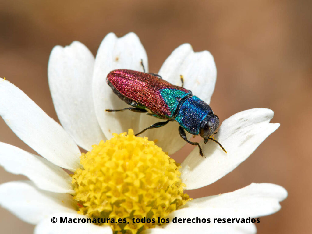 Escarabajo joya Anthaxia croesus comiendo el tétalo de una margarita.