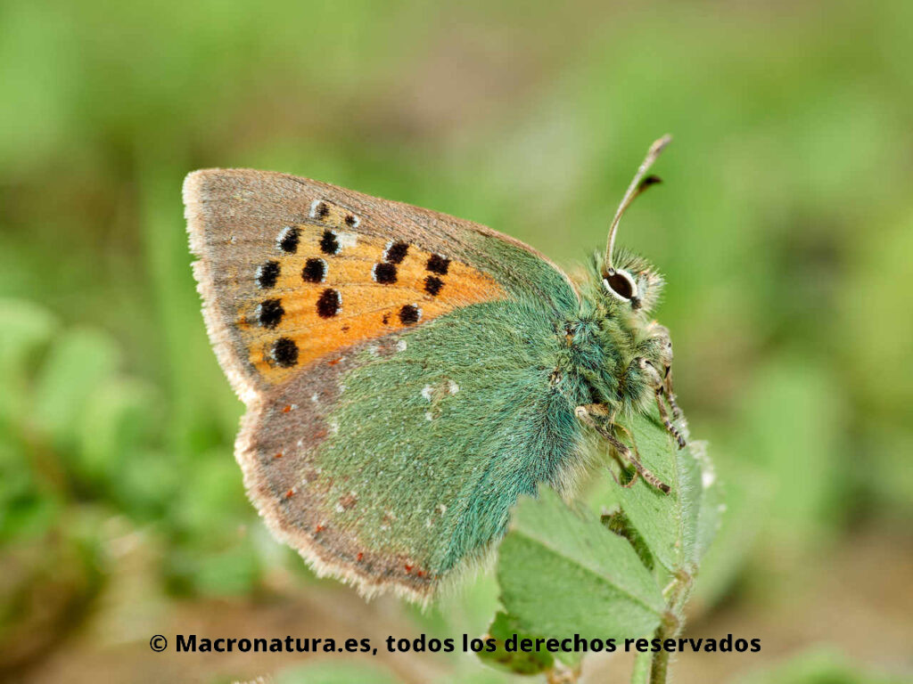 Mariposa Cardenillo Tomares ballus sobre una hoja verde. Matices verdes y naranjas