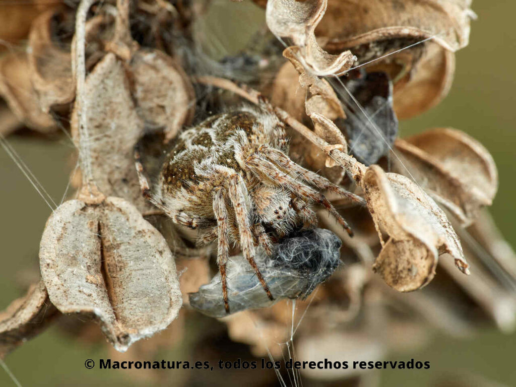 Araña Agalenatea redii con una presa en su retiro sobre una flor seca.