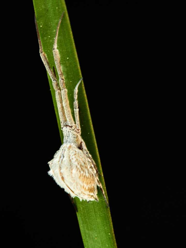 Araña Uloborus walckenaerius sobre una brizna.