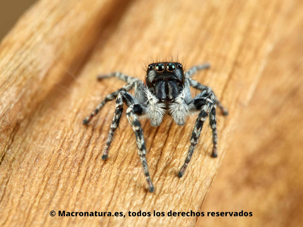 Araña saltarina Philaeus chrysops macho. Detalle de ojos.