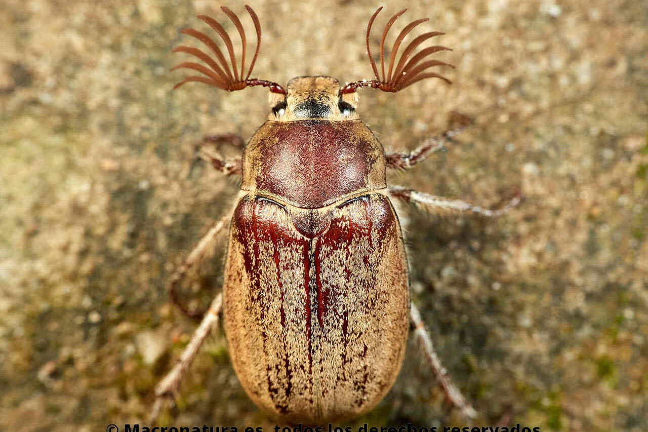 Escarabajo Sanjuanero Melolontha baetica. Vista dorsal.