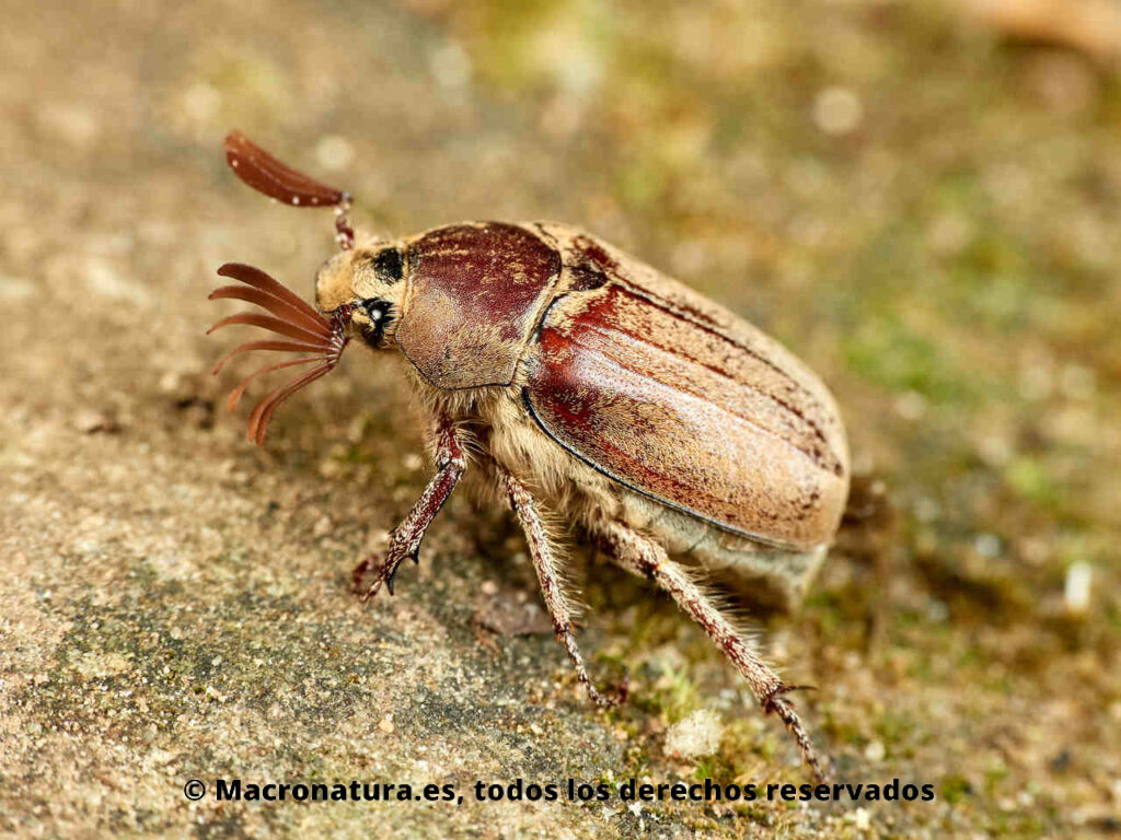 Escarabajo Sanjuanero Melolontha baetica. Vista lateral.