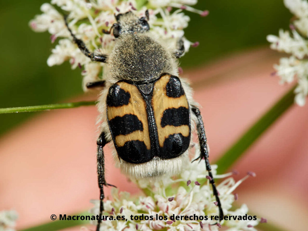 Escarabajo Trichius gallicus. Vista dorsal.