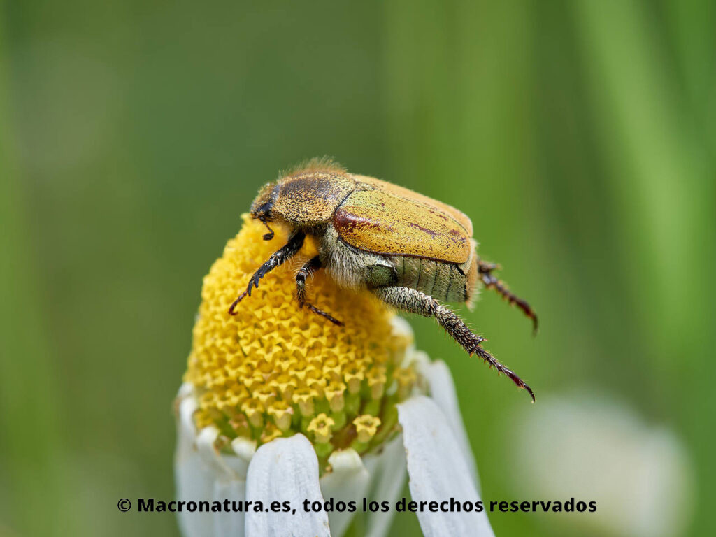 Escarabajos del género Hoplia sobre una margarita. Coloración amarillenta.