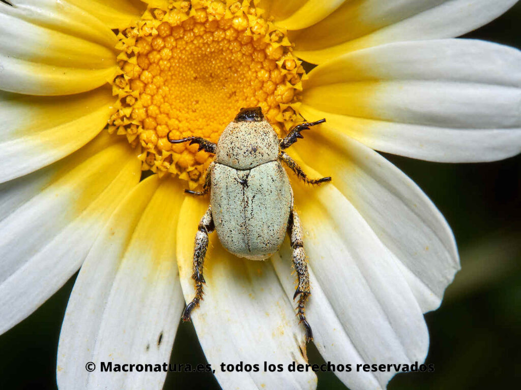 Escarabajos del género Hoplia sobre una margarita. Detalle de patas.