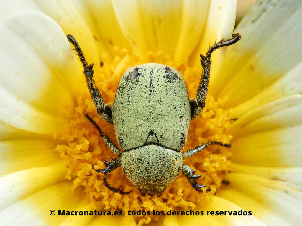 Escarabajos del género Hoplia sobre una margarita. Detalle de escamas.