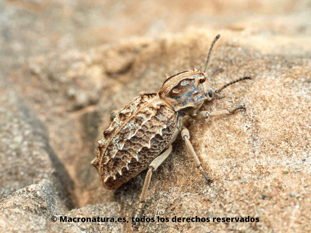 Escarabajos del género Sepidium. Vista lateral.