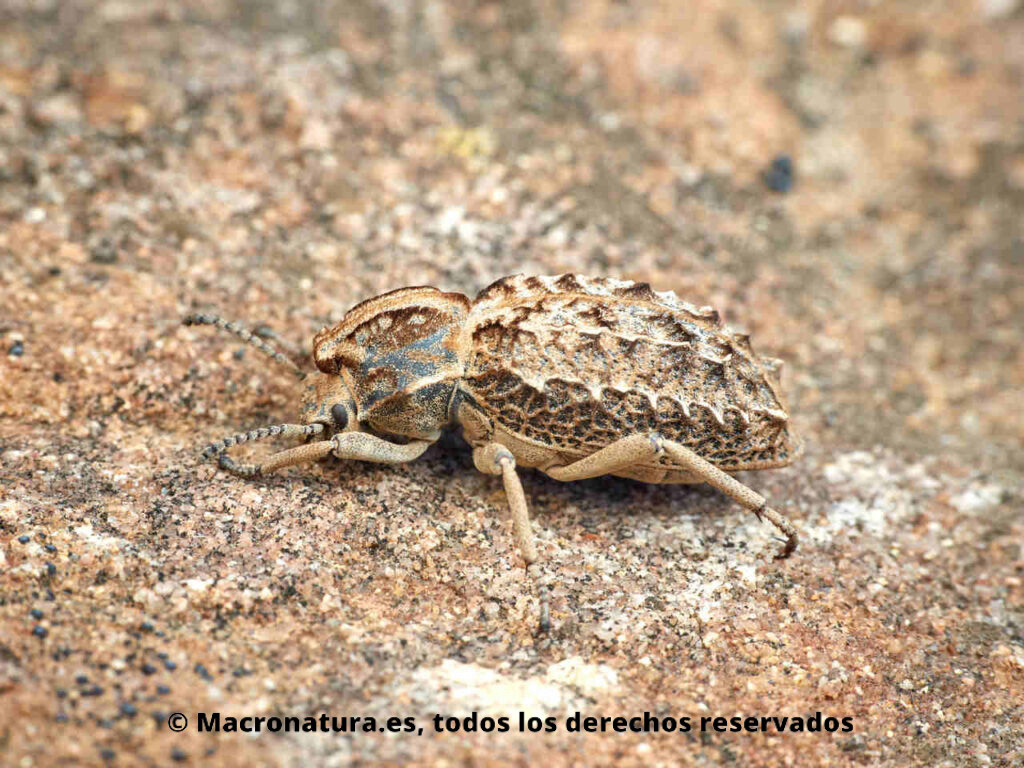 Escarabajos del género Sepidium. Vista lateral mimetizado sobre una roca.