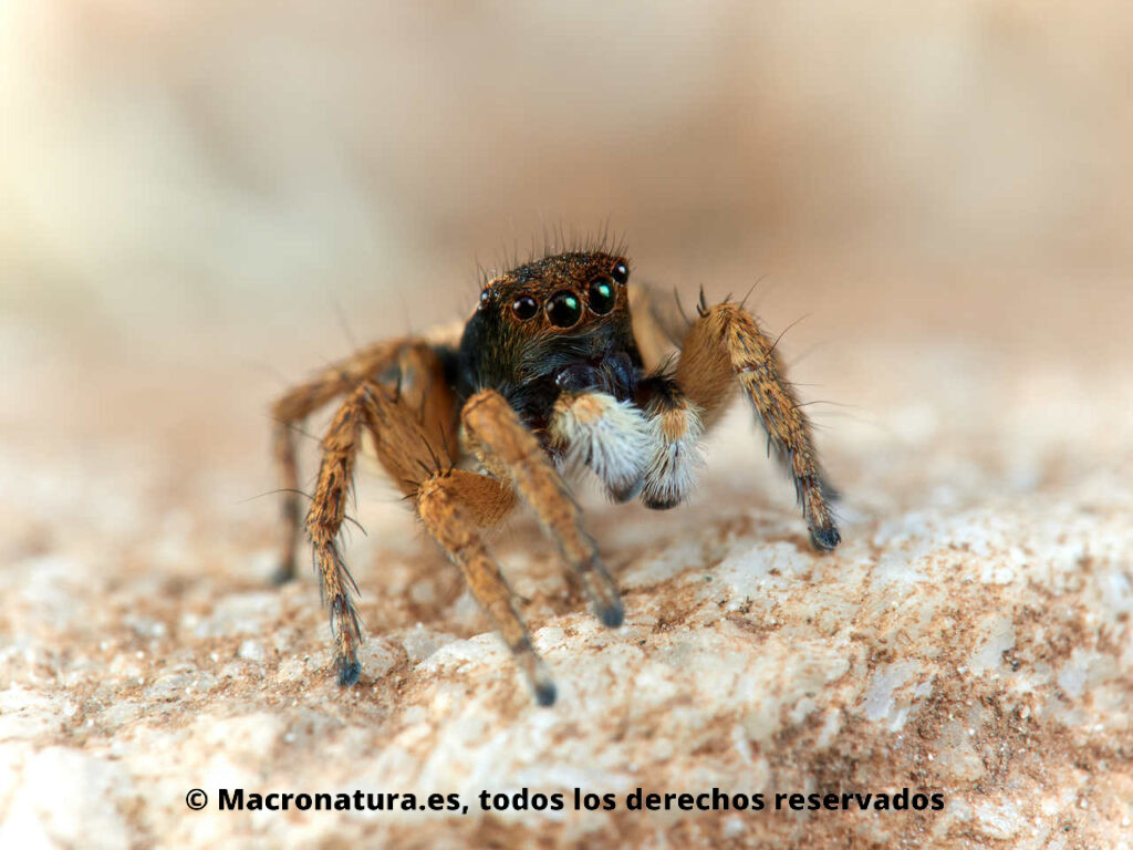 Araña saltarina Aelurillus luctuosus macho. Detalle de ojos.