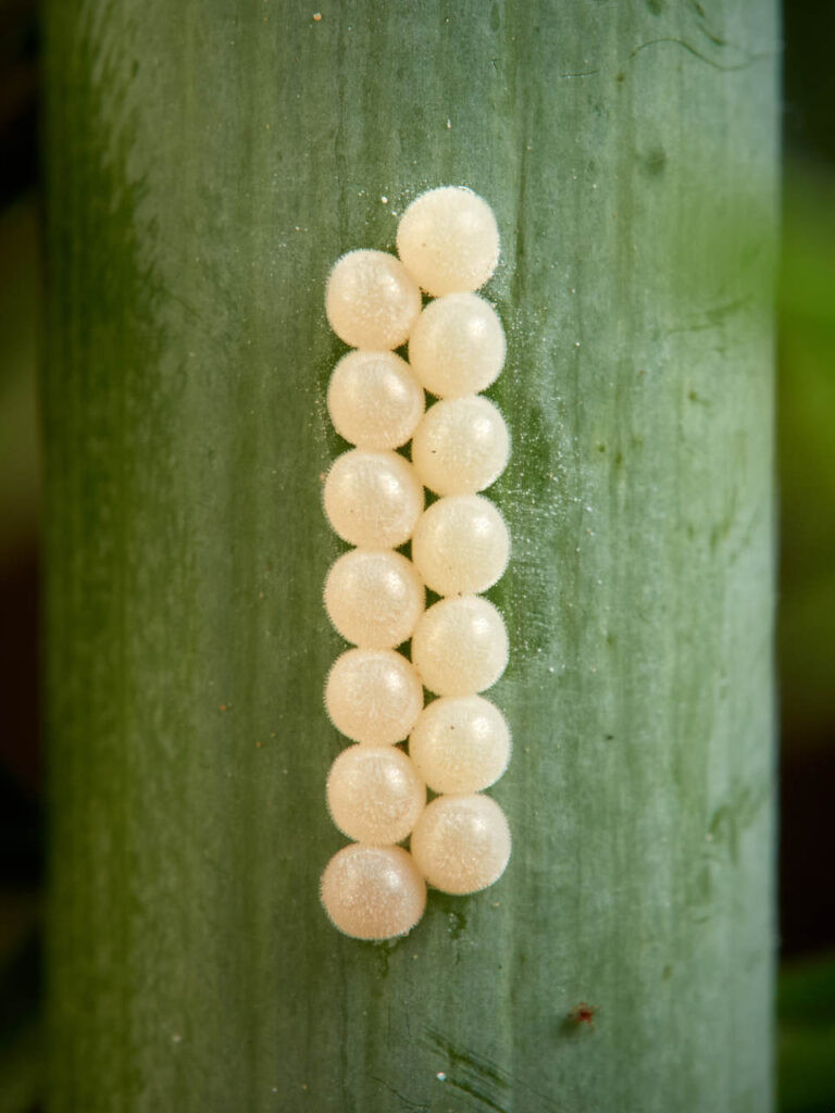 Huevos de Chinche del género Graphosoma.