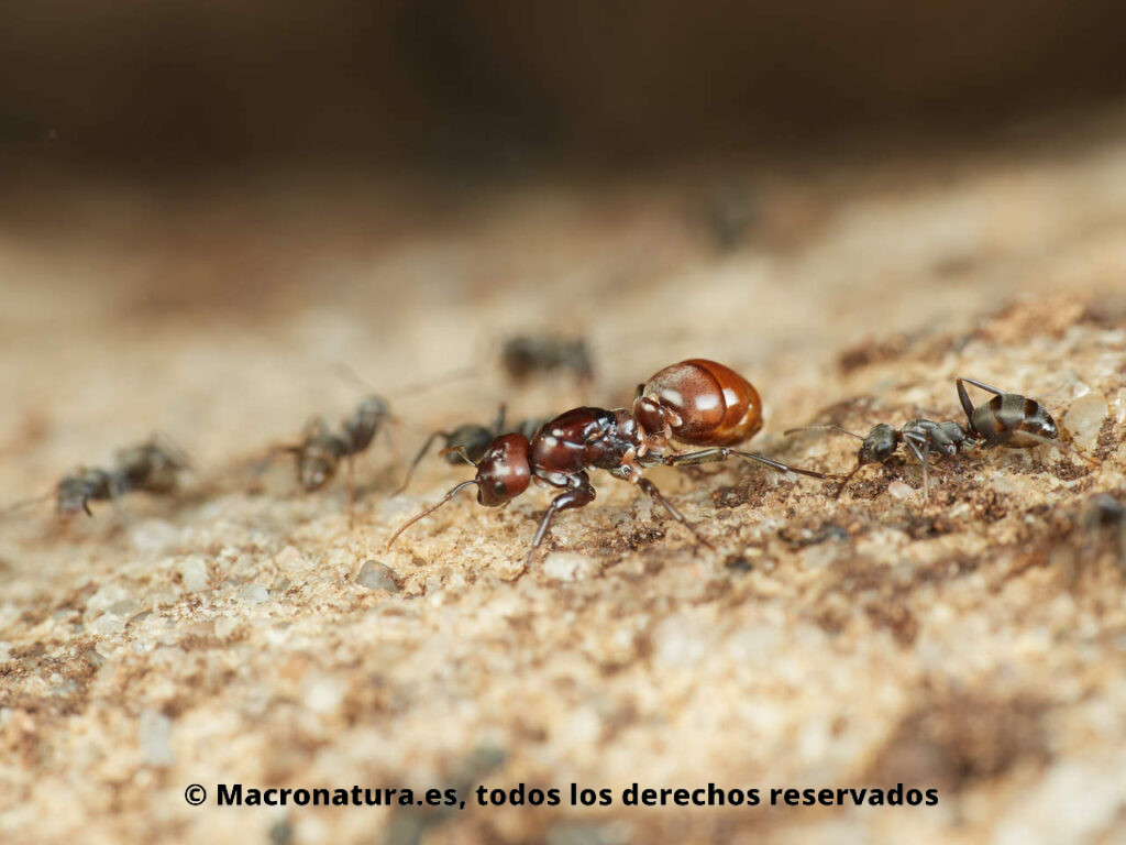 Reina de Hormiga Amazónica Europea Polyergus rufescens en el suelo. Dulosis