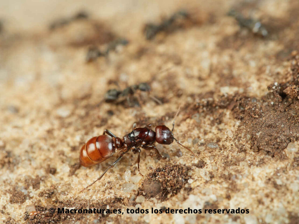 Reina de Hormiga Amazónica Europea Polyergus rufescens esclavista de hormigas del género Formica de fondo. Dulosis