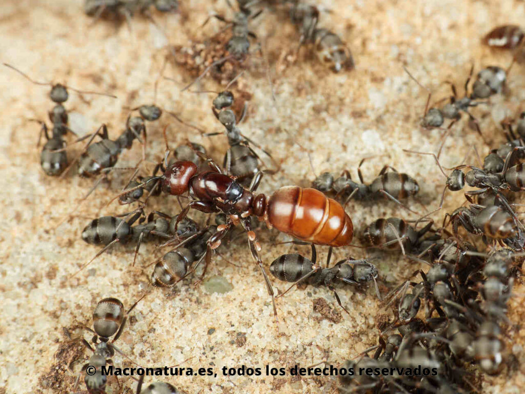 Reina de Hormiga Amazónica Europea Polyergus rufescens esclavista de hormigas del género Formica. Dulosis