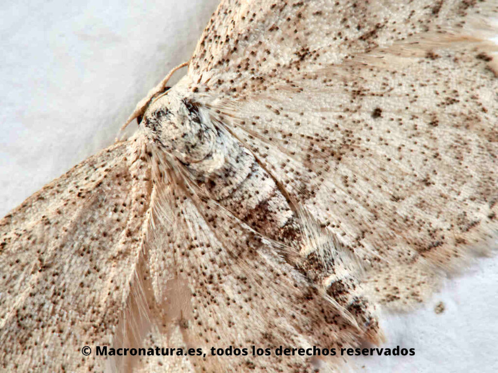 Polilla blanca Idaea minuscularia. Detalle de alas, escamas y cuerpo.