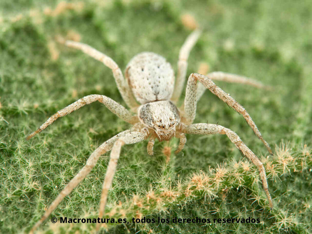 Arañas del género Pulchellodromus sober una hoja. Detalle.