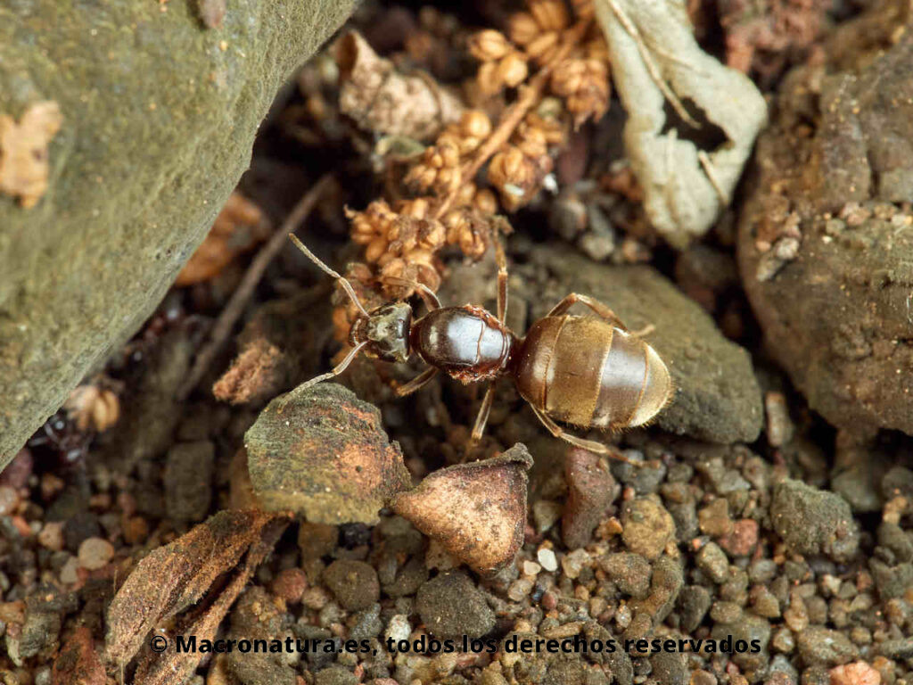 Hormigas género Lasius en un medio natural.