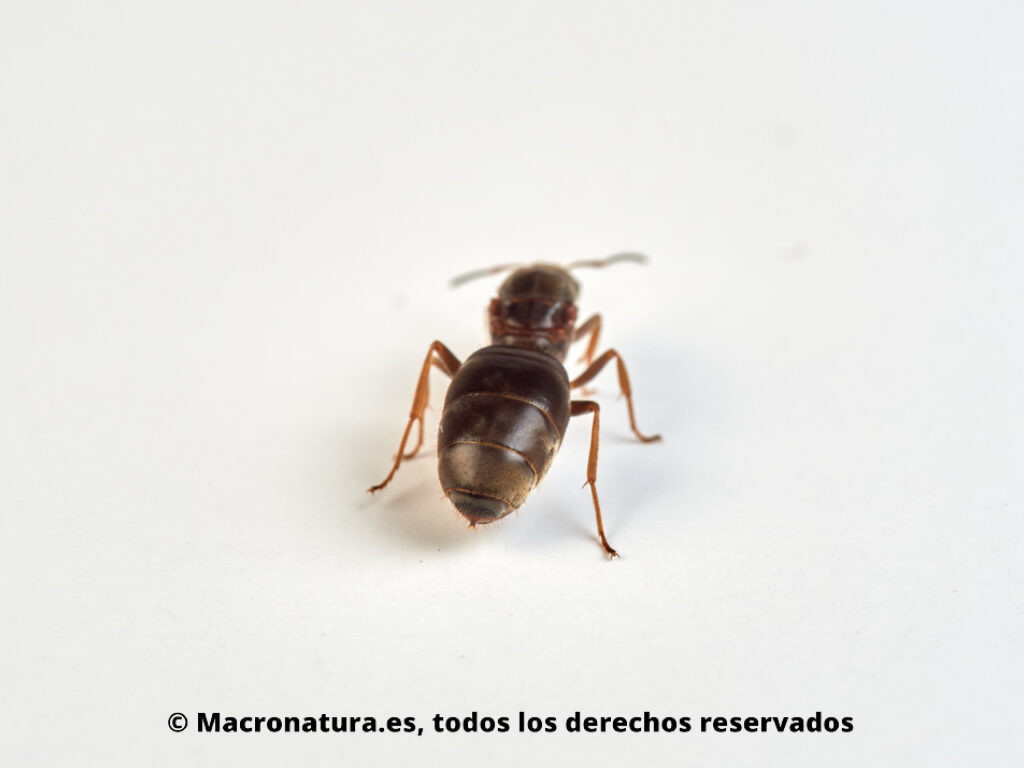 Hormigas género Lasius sobre un fondo blanco. Detalle del abdomen.