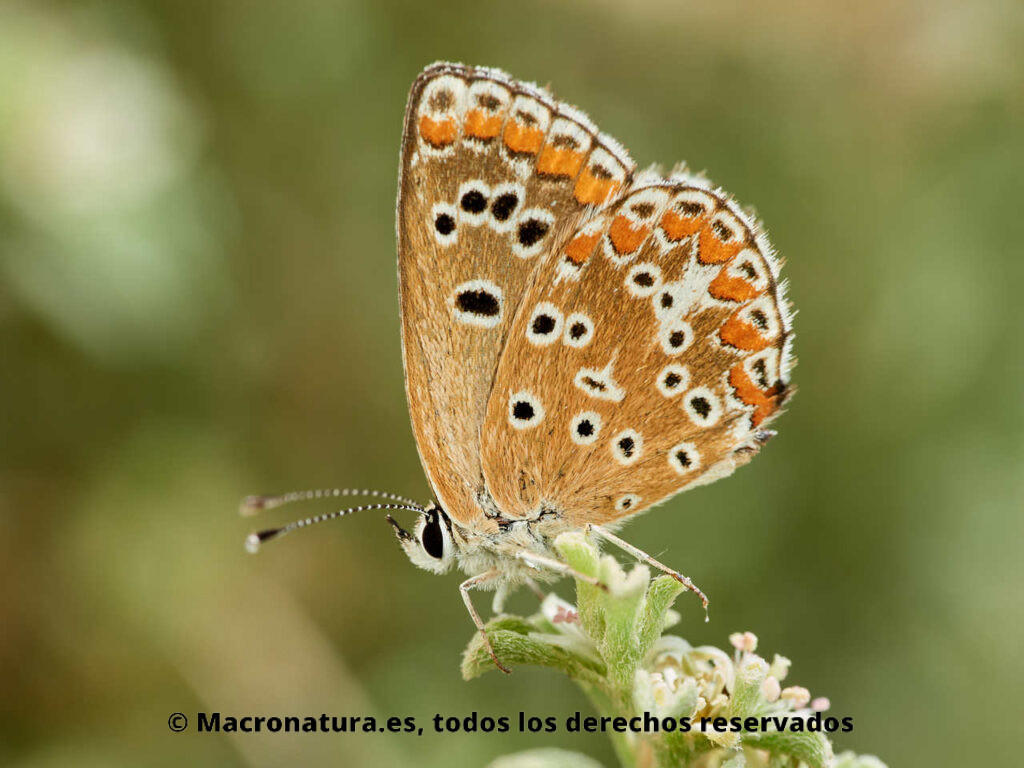 Mariposa Morena Aricia cramera sobre un tallo
