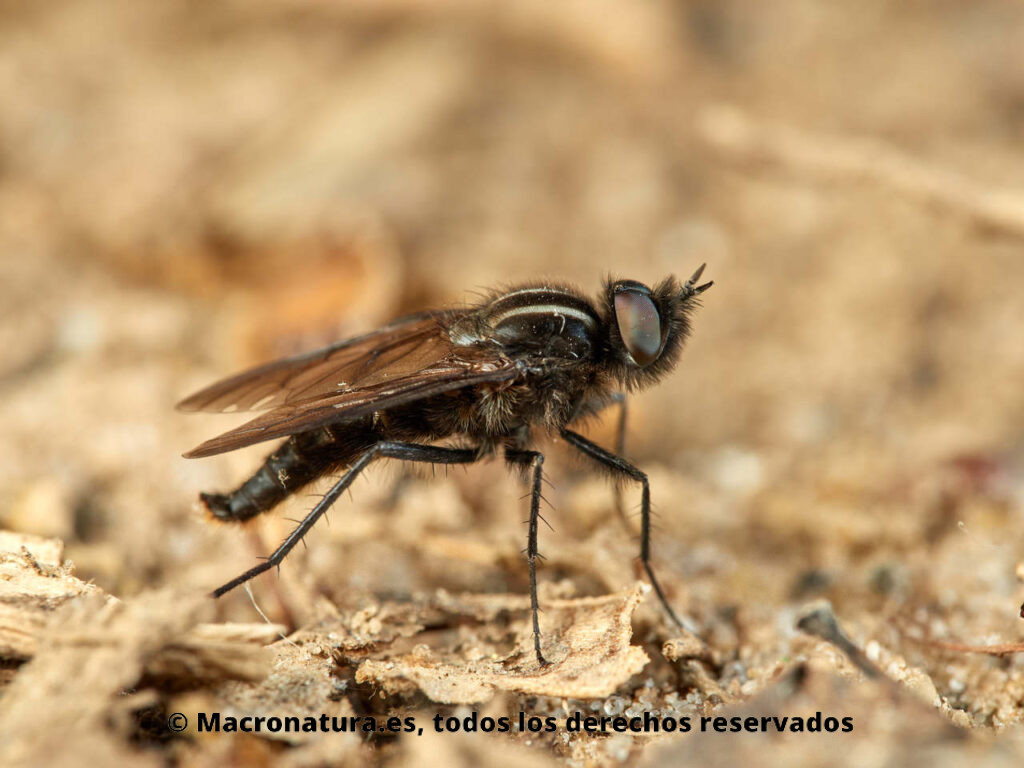 Mosca Thereva albovittata. Vista lateral.