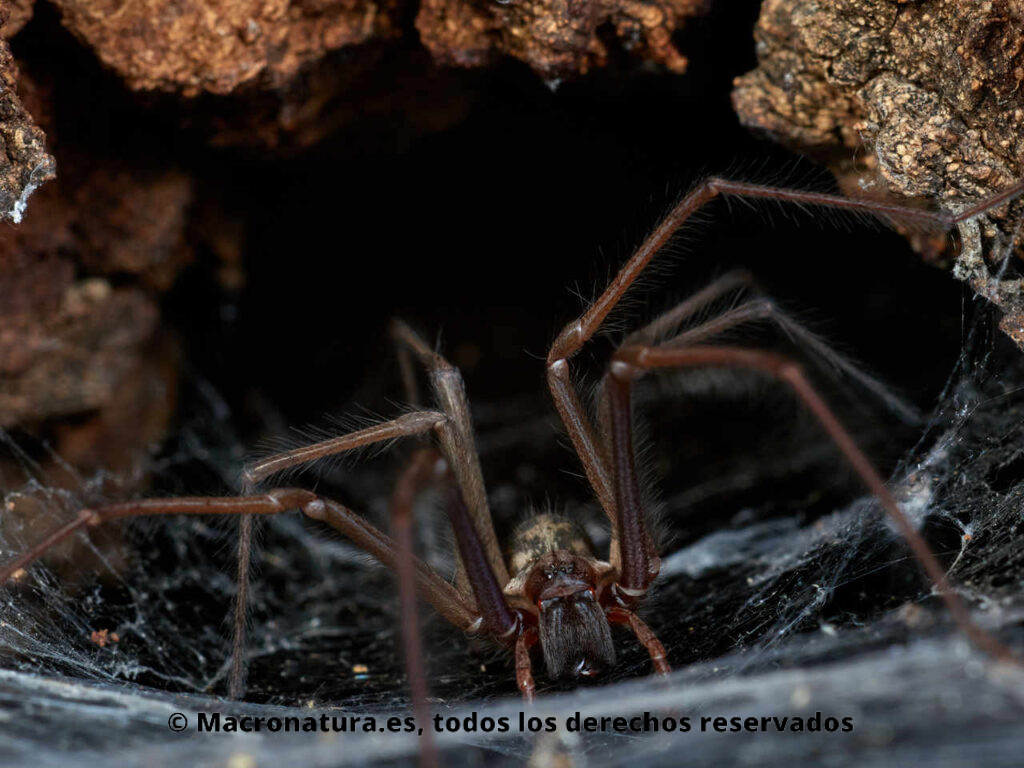 Arañas del género Eratigena sobre su red construida en el hueco de un árbol.