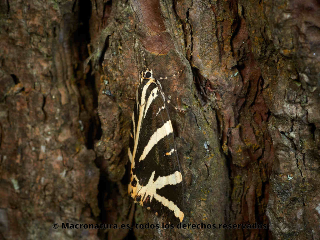 Polilla Tigre Euplagia quadripunctaria sobre la corteza de un pino. Vista lateral.