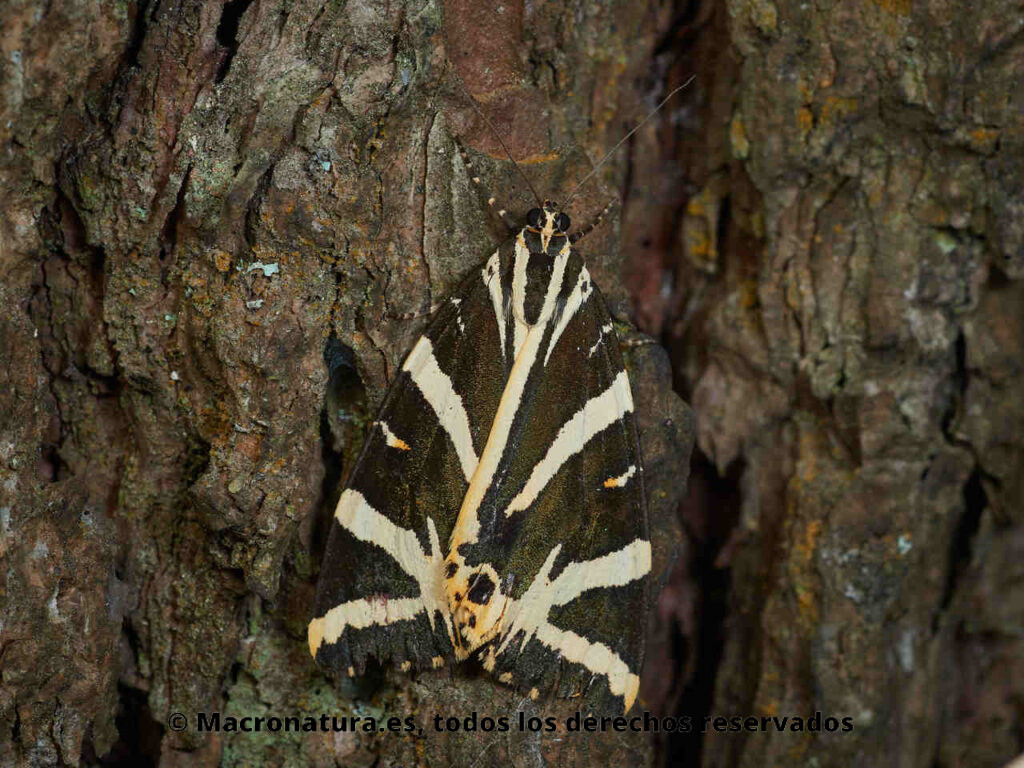 Polilla Tigre Euplagia quadripunctaria sobre la corteza de un pino.