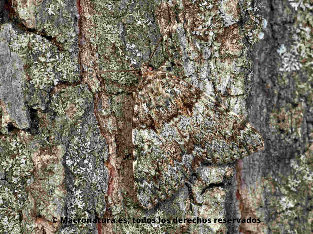 Polilla nocturna Catocala promissa sobre un árbol de género Quercus. Alas cerradas