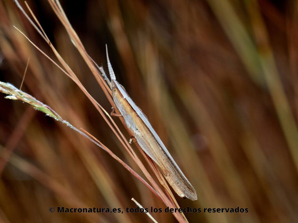 Saltamontes Brachycrotaphus tryxalicerus sobre un tallo de gramínea. Vista banda dorsal.