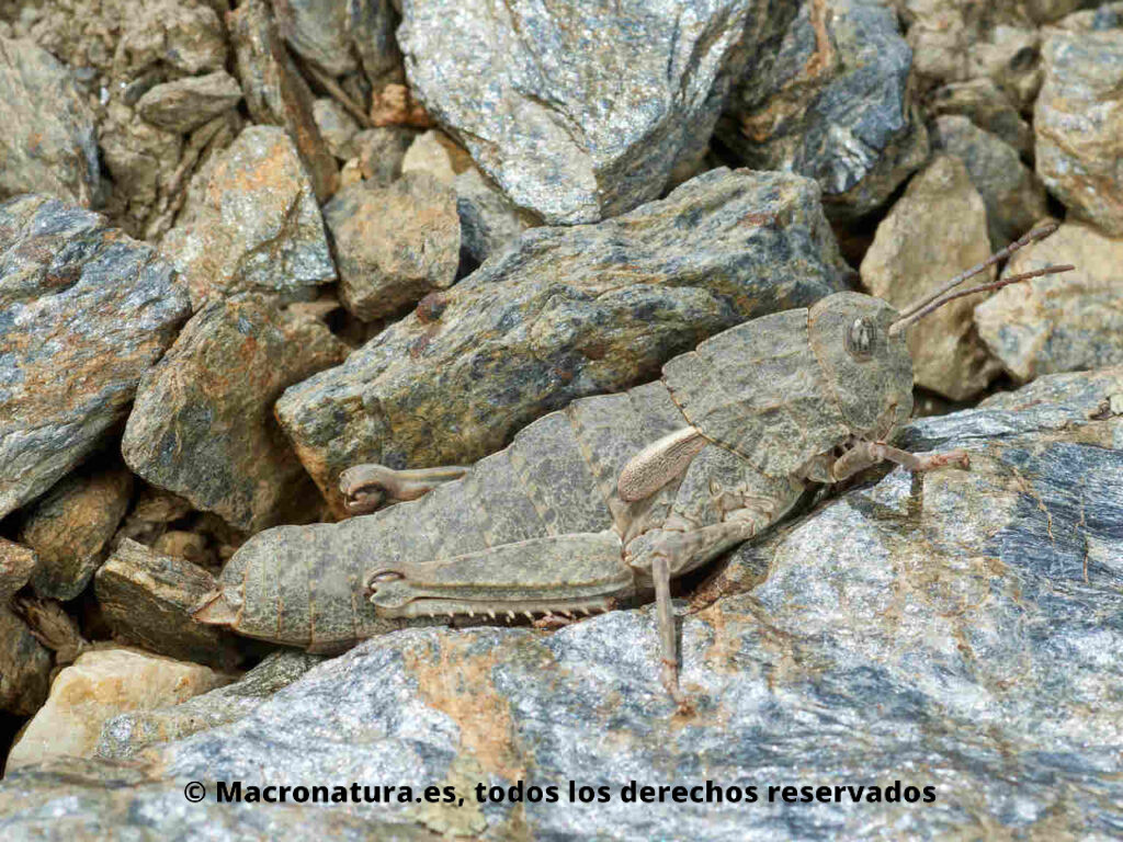 Saltamontes Eumigus rubioi sobre una piedra en Sierra Nevada. Totalmente camuflado.