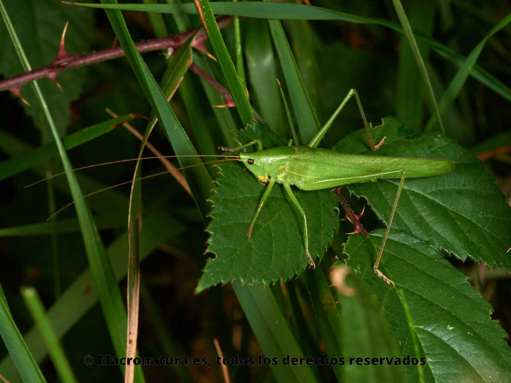 Saltamontes verde Ruspolia nitidula sobre una hoja verde. Detalle de antenas largas.