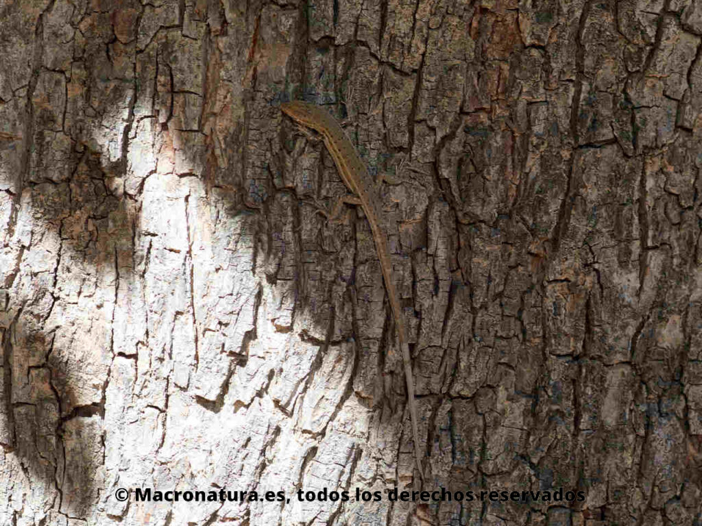 Lagartija cenicienta Psammodromus hispanicus en un árbol.