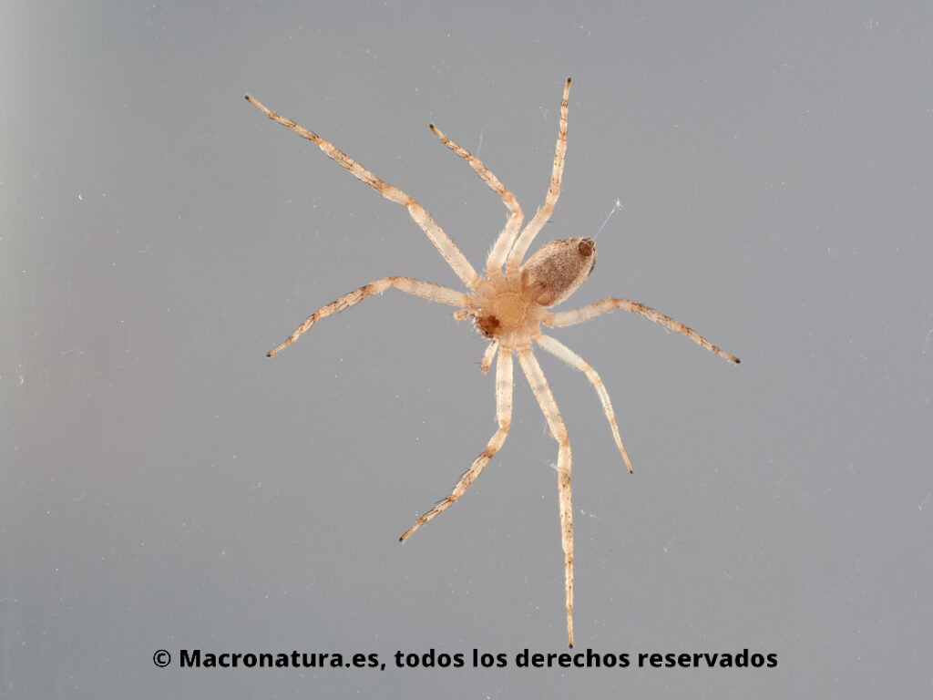 Arañas cangrejo corredora de la Familia Philodromidae. Vista ventral.