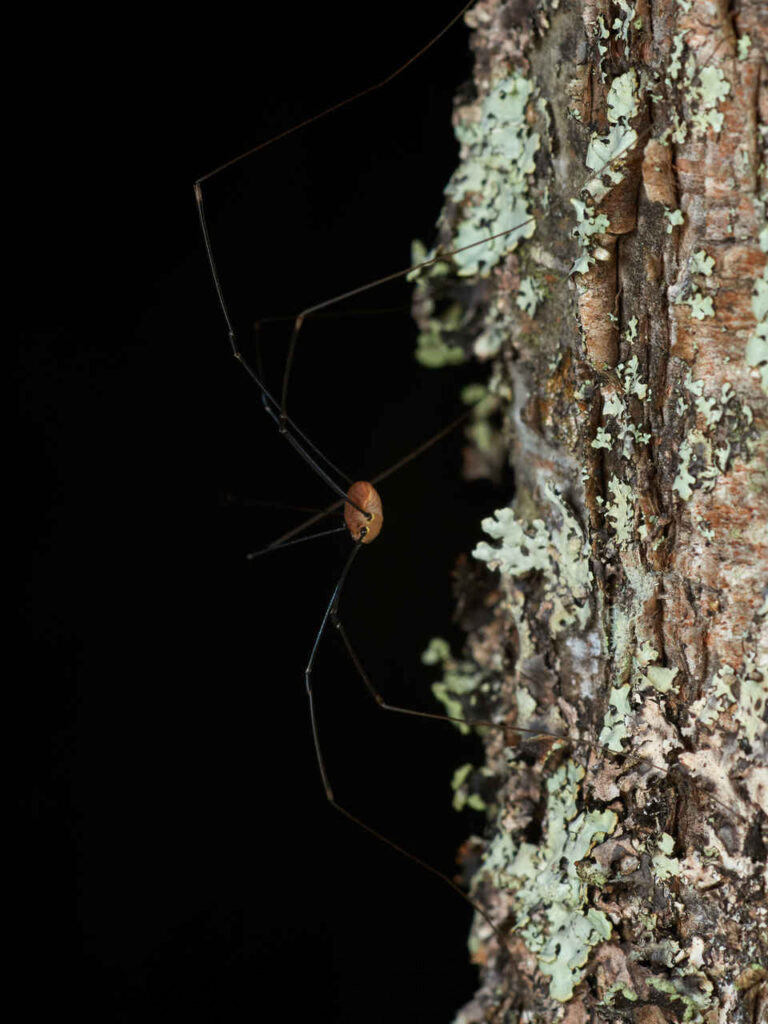 Opiliones género Leiobunum sobre un árbol.