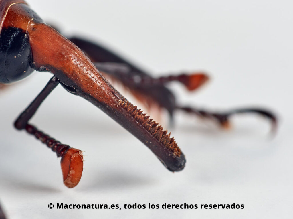 Picudo rojo Rhynchophorus ferrugineus macho. Detalle de pico con cepillo de setas en el hocico.