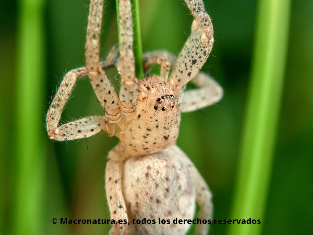 Araña Micrommata aljibica. Detalle de cefalotórax.