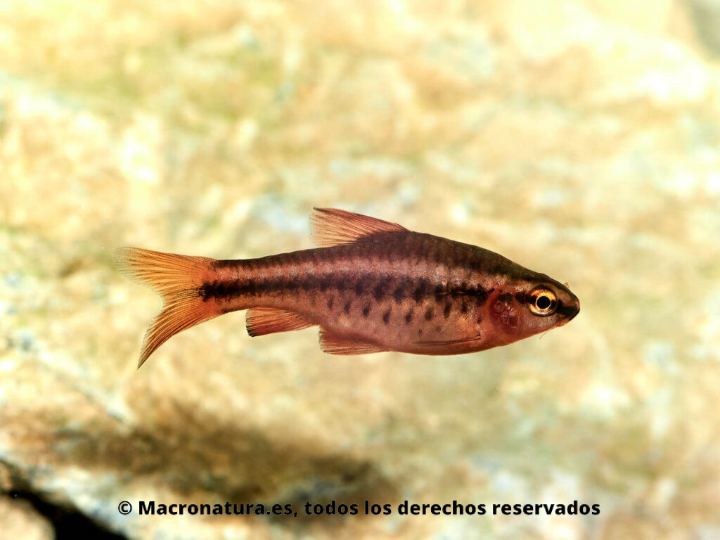 Barbo cereza Puntius titteya macho en un acuario. Color rojo intenso.