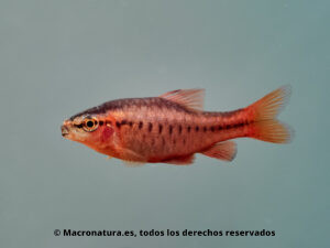 Barbo cereza Puntius titteya macho. Color rojo intenso.