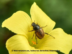 Escarabajo del género Chasmatopterus sobre flor de vinagreta. Vista ventral. Oxalis pes-caprae