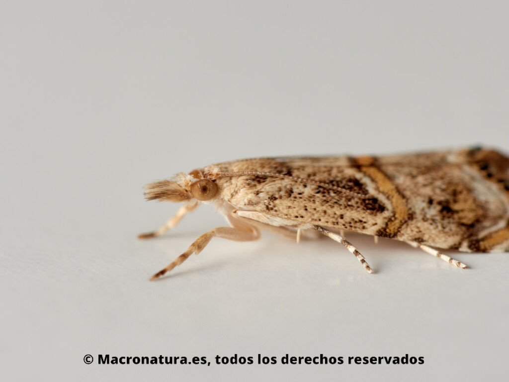 Polilla Euchromius cambridgei. Detalle de ojos y antenas.