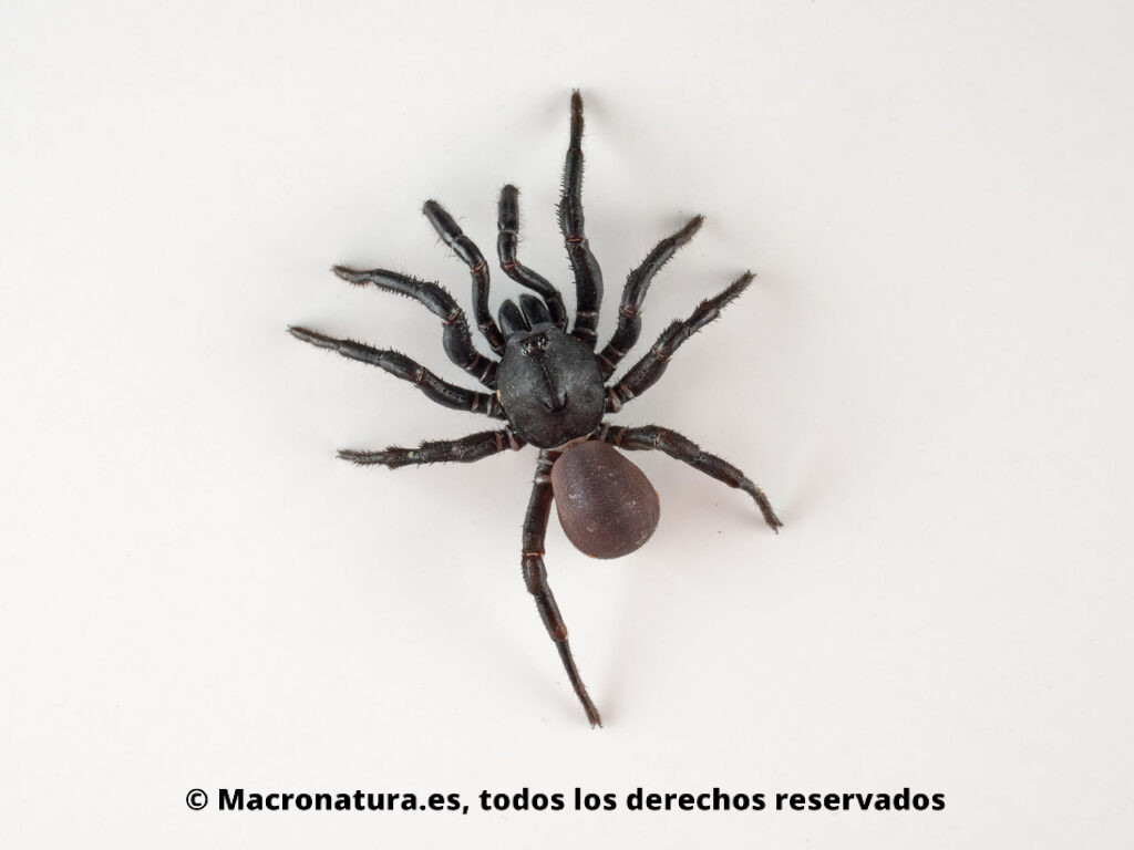 Arañas del género Ummidia. Vista dorsal.
