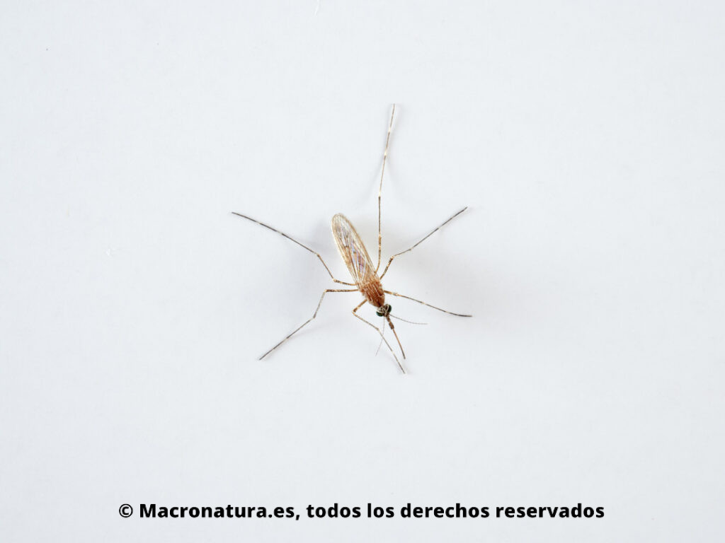 Mosquito Culiseta longiareolata. Vista dorsal. Patas largas