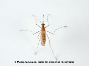 Mosquito Culiseta longiareolata. Vista dorsal.