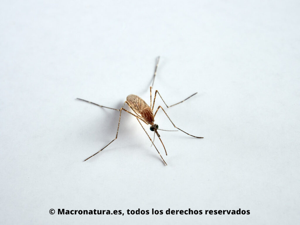 Mosquito Culiseta longiareolata. Vista frontal.