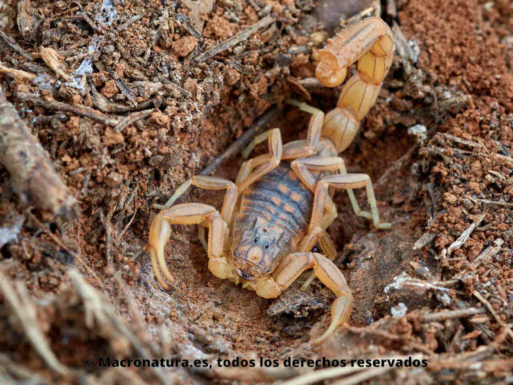 Escorpión amarillo Buthus elongatus en una oquedad en la tierra bajo una piedra. Vista frontal.