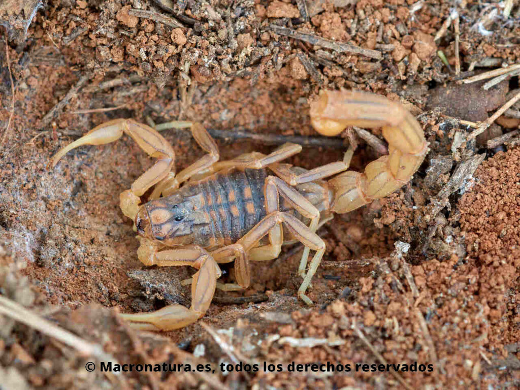 Escorpión amarillo Buthus elongatus en una oquedad en la tierra bajo una piedra.