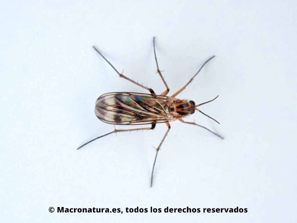 Mosquitos Familia Mycetophilidae. Vista dorsal.