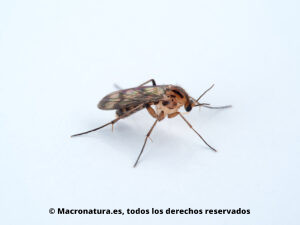 Mosquitos Familia Mycetophilidae. Vista lateral
